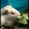 2 Male American-Abysinnian Guinea Pigs for Sale