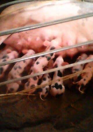 2nd picture of baktin/piglets for sale For Sale in Cebu, Philippines