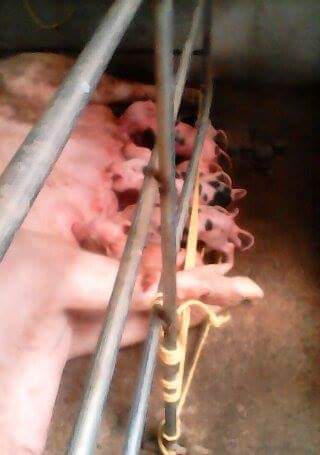 4th picture of baktin/piglets for sale For Sale in Cebu, Philippines