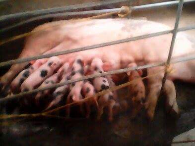 3rd picture of baktin/piglets for sale For Sale in Cebu, Philippines