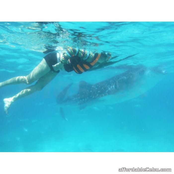 1st picture of Cebu tour package with whale watching in Oslob Offer in Cebu, Philippines
