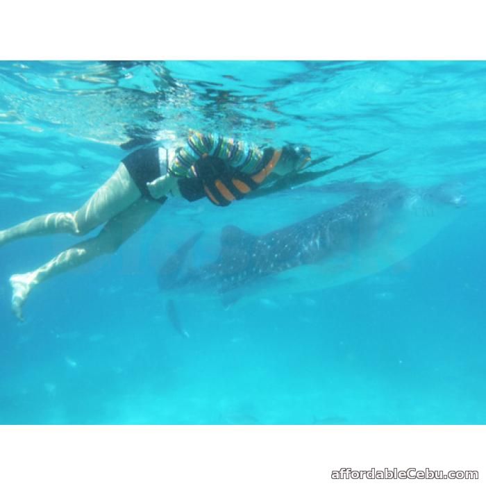 1st picture of Cebu tour package with whale watching in Oslob Offer in Cebu, Philippines