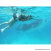 Cebu tour package with whale watching in Oslob