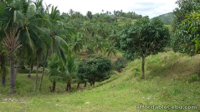 3rd picture of Farm Land in Compostela For Sale in Cebu, Philippines