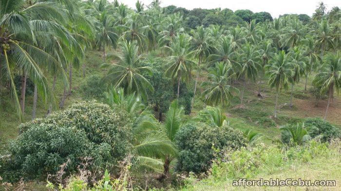 5th picture of Farm Land in Compostela For Sale in Cebu, Philippines