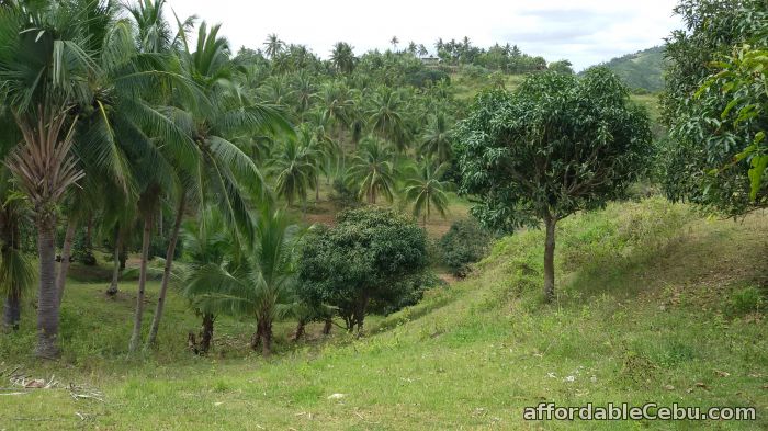 2nd picture of Farm Land in Compostela For Sale in Cebu, Philippines