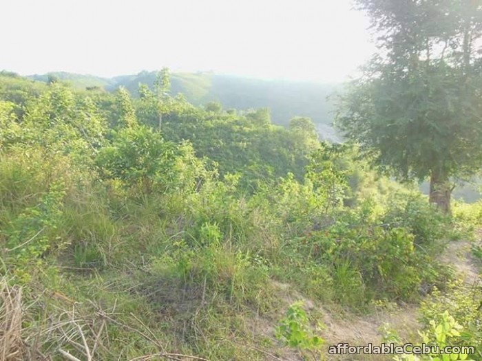 2nd picture of Lot for sale in Tubod Minglanilla Cebu For Sale in Cebu, Philippines