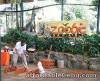 Subic tour package, invites you to Zoobic Safari and Ocean Adventure