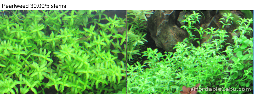 1st picture of Aquatic Plants That Grow Without CO2 System For Sale in Cebu, Philippines