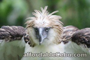 1st picture of Home to Philippine Eagle Center, Davao tour package Offer in Cebu, Philippines
