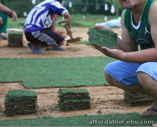 4th picture of Frog Grass, Bermuda Grass, Garden Soil & Landscaping Landscape For Sale in Cebu, Philippines