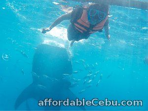 1st picture of Bucketlist on Cebu tour package, Oslob whale shark watching Offer in Cebu, Philippines