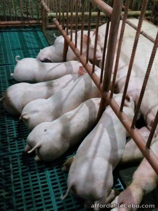 Piglets for Sale For Sale Asturias CebuPhilippines 59390