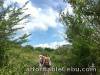 Taal volcano tour, one of the most popular active volcanoes known worldwide