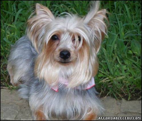 1st picture of Yorkie terrier For Sale in Cebu, Philippines