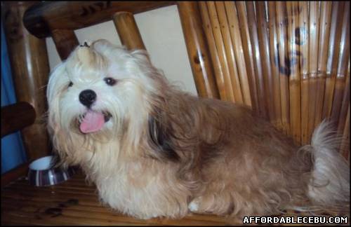 2nd picture of Stud Service Shih Tzu For Sale in Cebu, Philippines