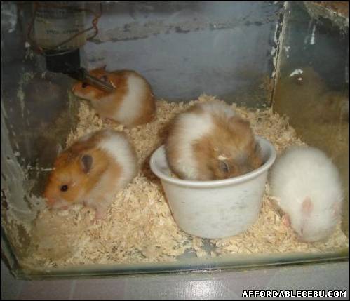 2nd picture of Teddy Bear Hamsters For Sale in Cebu, Philippines