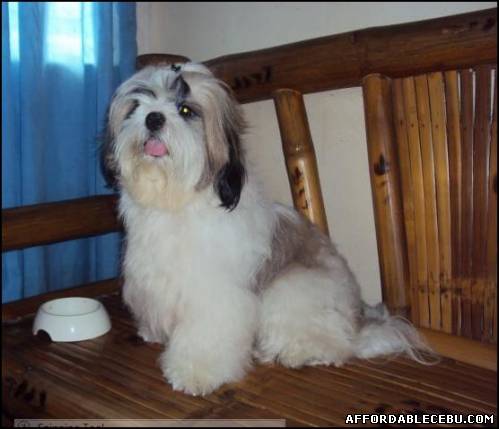 1st picture of Stud Service Shih Tzu For Sale in Cebu, Philippines