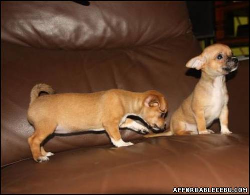 2nd picture of Chihuahua puppies For Sale in Cebu, Philippines