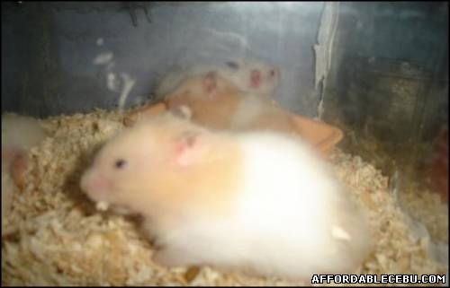 3rd picture of Teddy Bear Hamsters For Sale in Cebu, Philippines