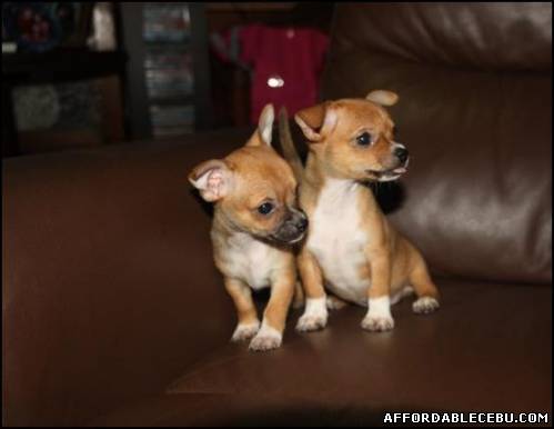 1st picture of Chihuahua puppies For Sale in Cebu, Philippines