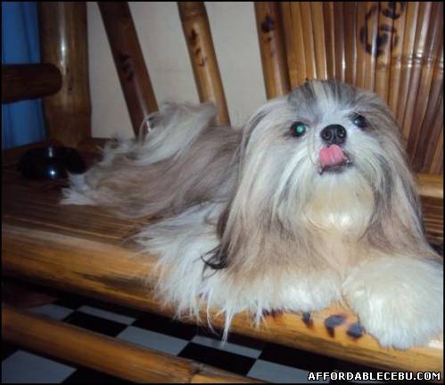 3rd picture of Stud Service Shih Tzu For Sale in Cebu, Philippines