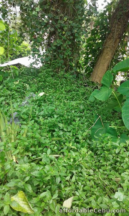 1st picture of Lot Only in Guadalupe Cebu City ST. Martin Subd. For Sale in Cebu, Philippines