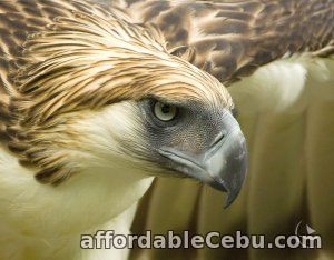 1st picture of Davao tour packages Offer in Cebu, Philippines