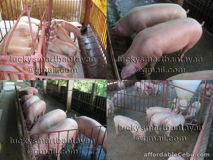 1st picture of HOGS/PIGS (PIGLETS & FATTENERS) FOR SALE | BABOY PARA LECHON | BAKTIN For Sale in Cebu, Philippines