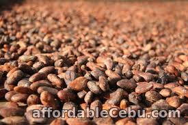 1st picture of Cacao Beans in Cebu For Sale in Cebu, Philippines