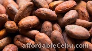 2nd picture of Cacao Beans in Cebu For Sale in Cebu, Philippines