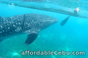 1st picture of Cebu Bohol tour package, 5 days Offer in Cebu, Philippines