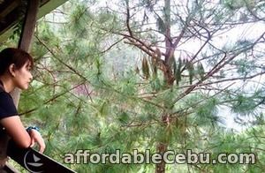 1st picture of Enjoy the cool weather, Baguio tour package Offer in Cebu, Philippines