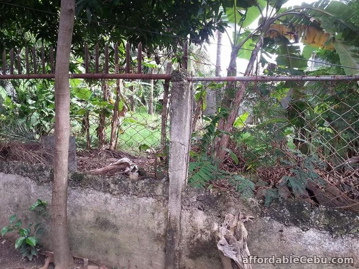 5th picture of Residential Lot in Pajac Lapu-lapu City 933 sqm Clean Tittle For Sale in Cebu, Philippines
