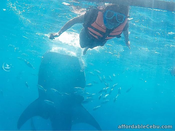 1st picture of 3 days Cebu tour package with Oslob whale watching Offer in Cebu, Philippines