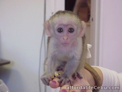 1st picture of Capuchin Monkey babies For Sale in Cebu, Philippines