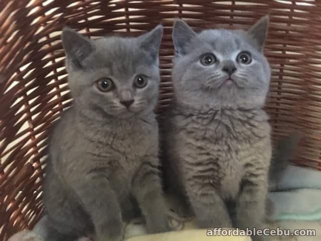 1st picture of British blue pedigree kittens For Sale in Cebu, Philippines