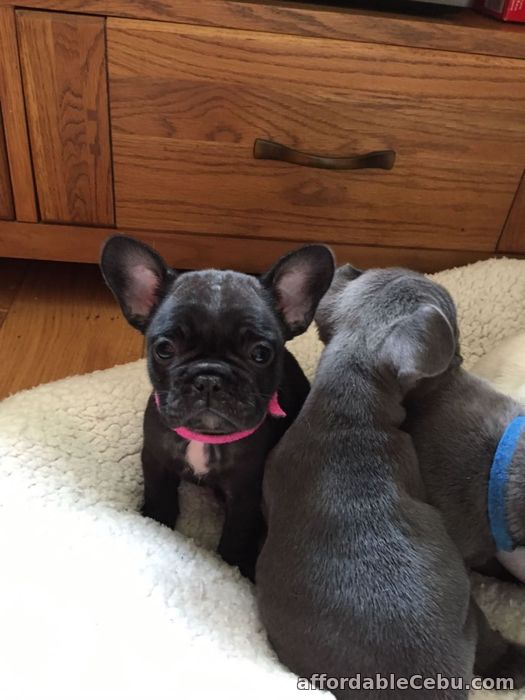 1st picture of French Bulldogs pups For Sale in Cebu, Philippines