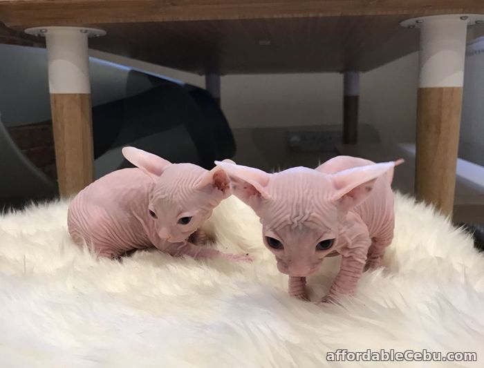 1st picture of Sphynx Kittens For Sale in Cebu, Philippines