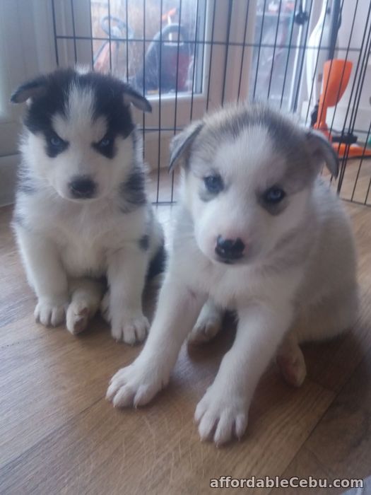 1st picture of kc registered Siberian Husky puppies For Sale in Cebu, Philippines