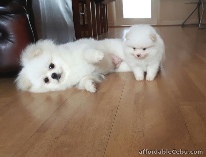 1st picture of Pomeranian Pedigree Puppies For Sale in Cebu, Philippines
