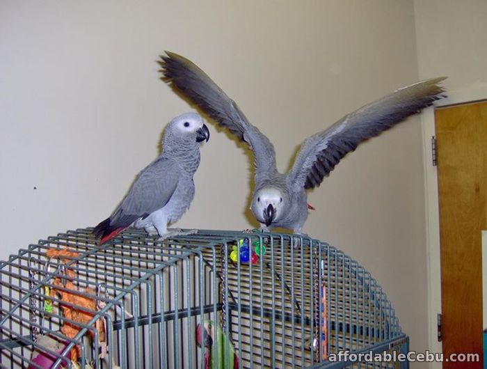 1st picture of African Grey Parrots For Sale in Cebu, Philippines