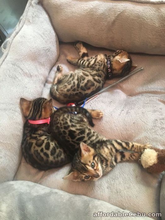 1st picture of Bengal kittens For Sale in Cebu, Philippines