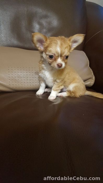 1st picture of Chihuahua Pedigree Puppies For Sale in Cebu, Philippines