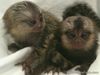 Marmoset monkeys available