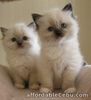 Ragdoll Kittens