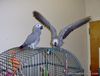 African Grey Parrots