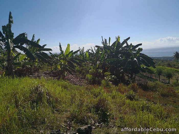 2nd picture of Ocean viewing Farm Lots for Sale!!! NAGA For Sale in Cebu, Philippines
