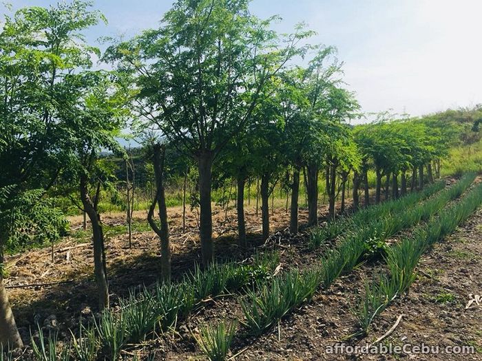 1st picture of Want to own a farm lot before you die? Spend your retirement in Hacienda Simeonida. Buy now! For Sale in Cebu, Philippines