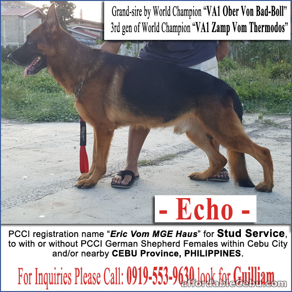 1st picture of German Shepherd Cebu STUD Service - WORLD Champion line. PROVEN. For Sale or Swap in Cebu, Philippines